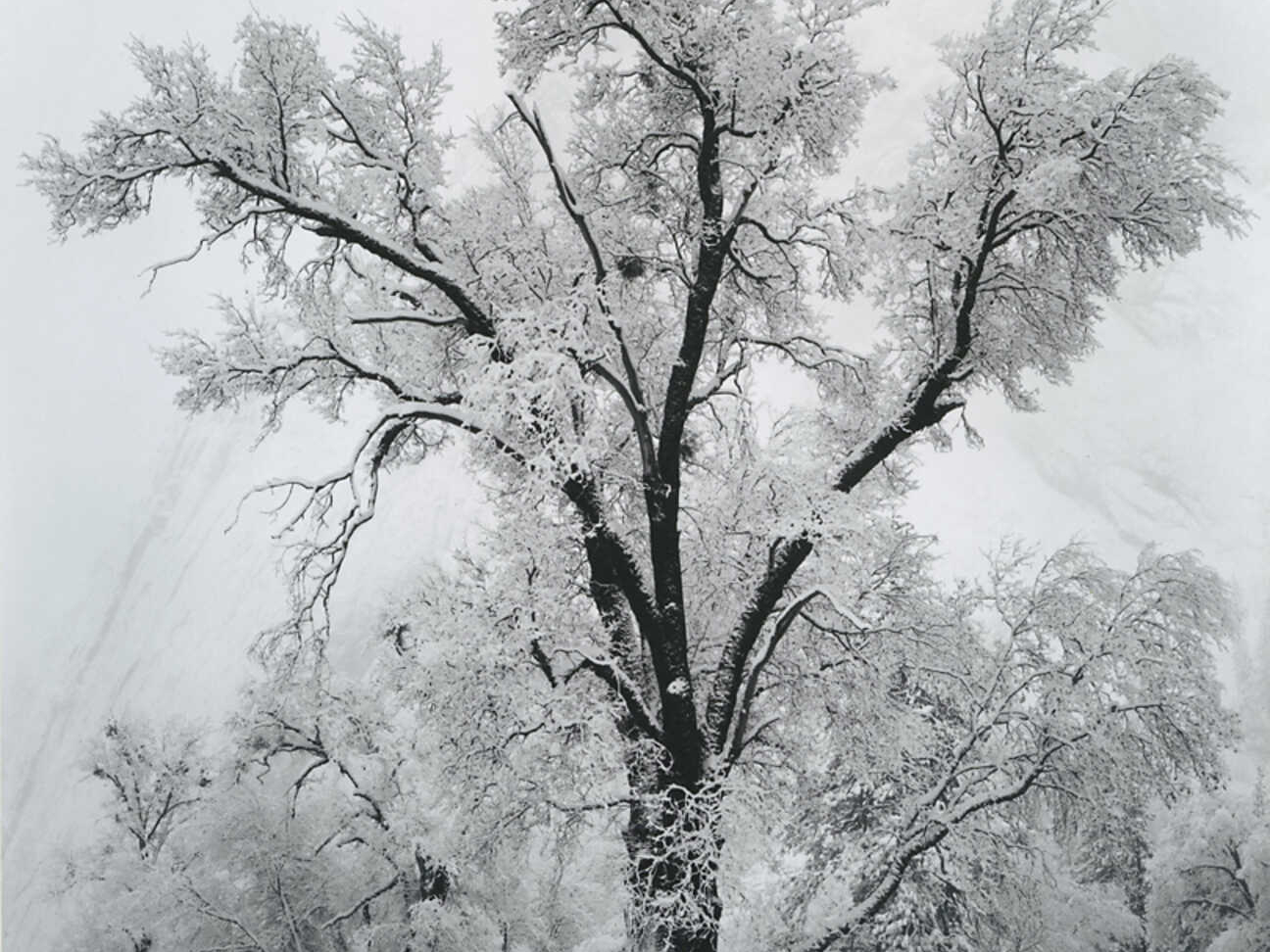 Oak Tree and Snowstorm