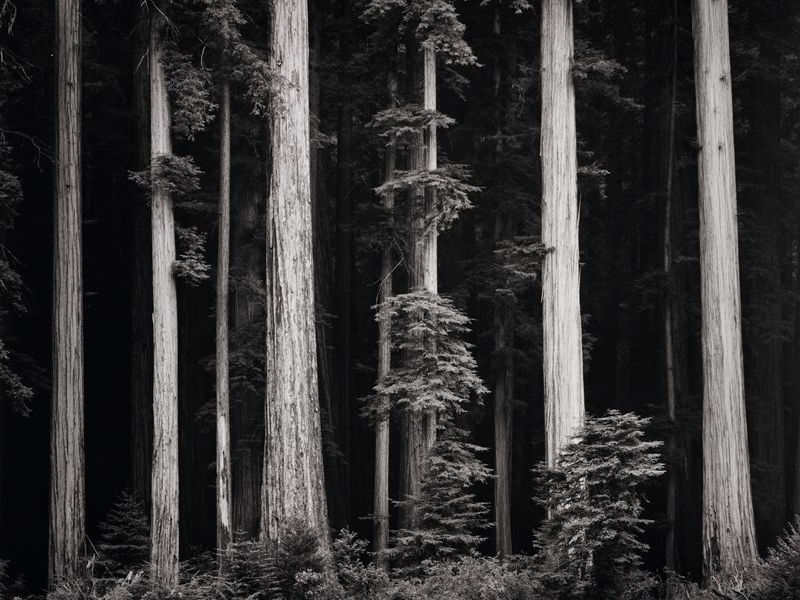 Redwoods, Bull Creek Flat, Northern California, c. 1960