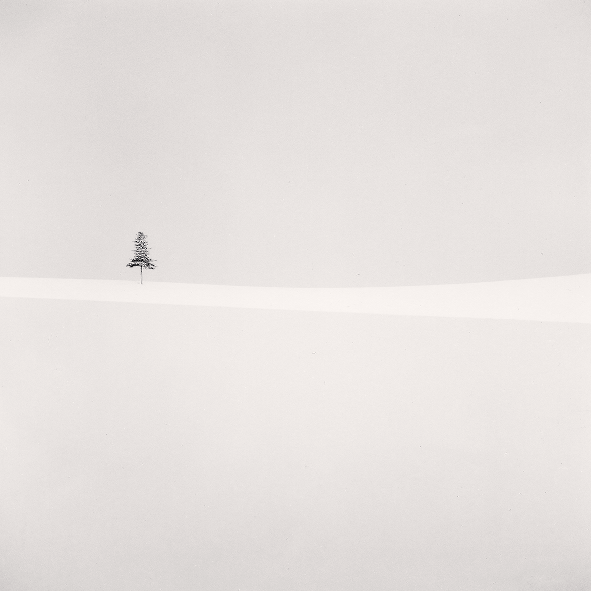 Delicate Tree, Furano, Hokkaido, Japan. 2012