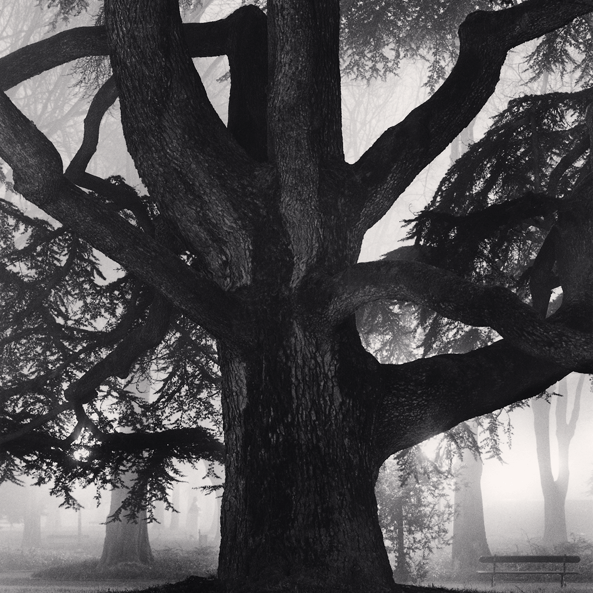 Giant Tree, Giardini Pubblici, Reggio Emilia, Italy. 2007