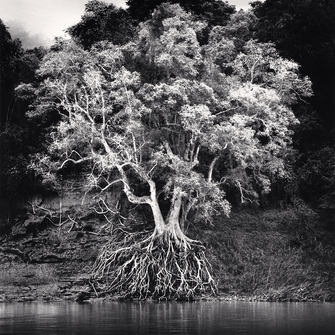 Kokdua Tree and Exposed Roots, Mekong River, Luang Prabang, Laos. 2015