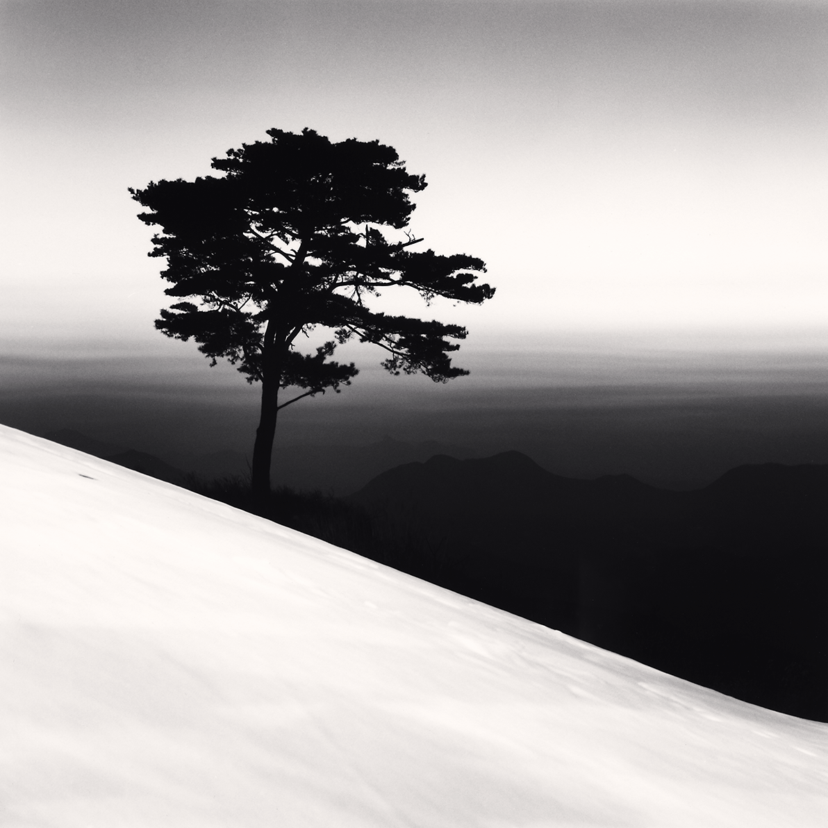 Mountain Tree, Danyang, Chungcheongbukdo, South Korea. 2011