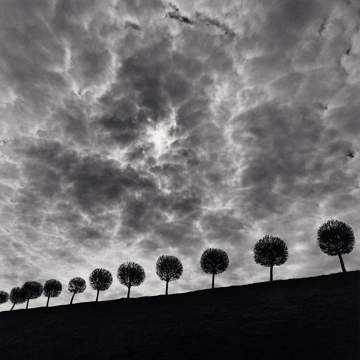 Ten and a Half Trees, Peterhof, Russia. 2000