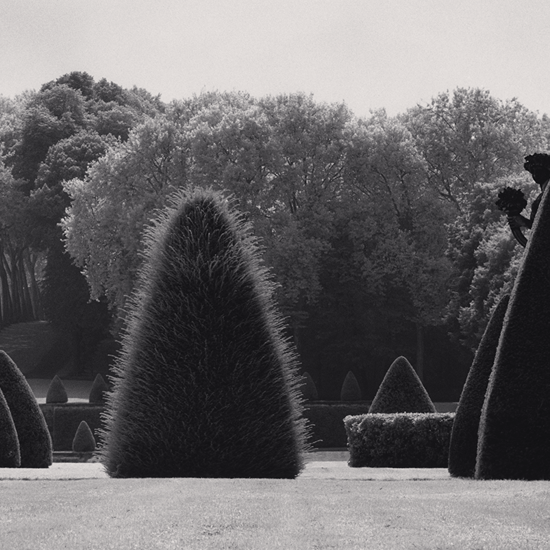 Unclipped Bush, Vaux le Vicomte, France. 1988