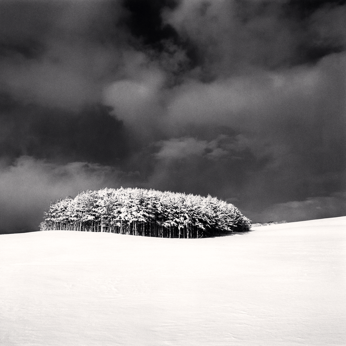 White Copse, Study 3, Wakkanai, Hokkaido, Japan. 2004