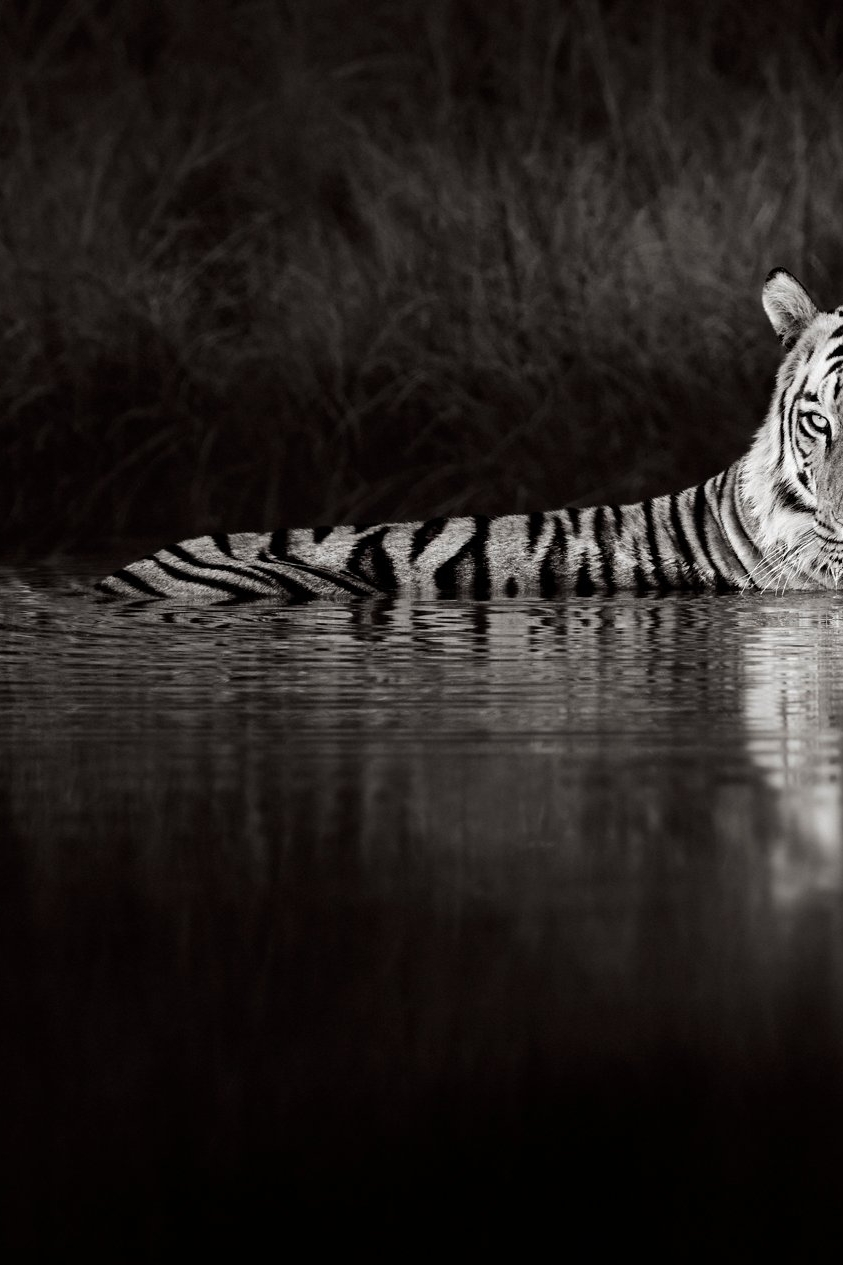 Tiger’s Retreat