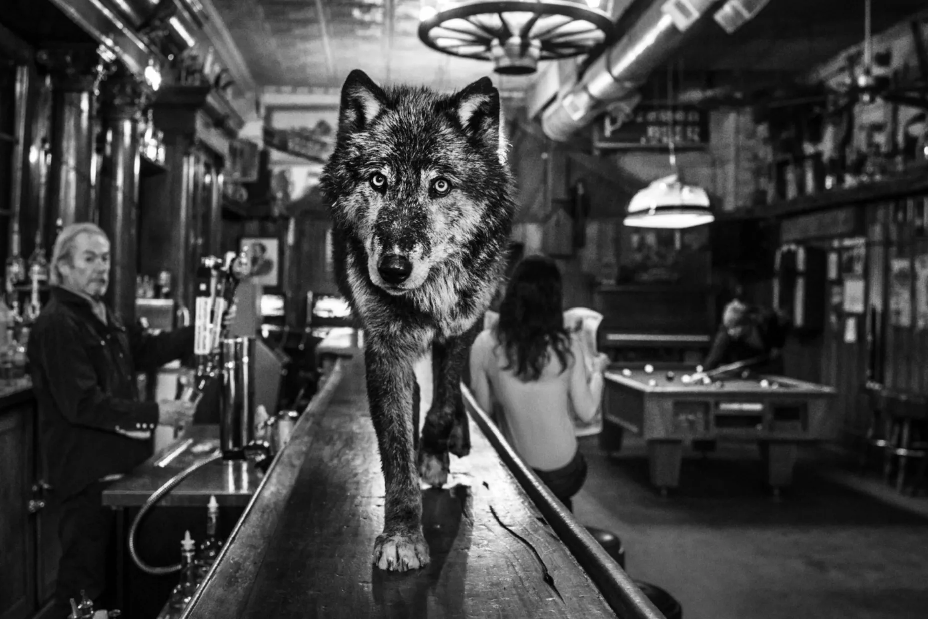 The Wolf of Main St II, 2017